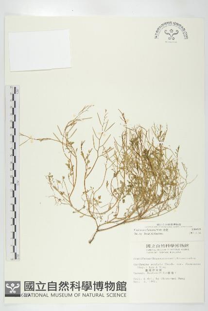 焊菜藏品圖，第1張