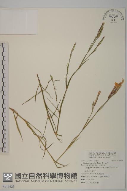 玉山石竹藏品圖，第1張