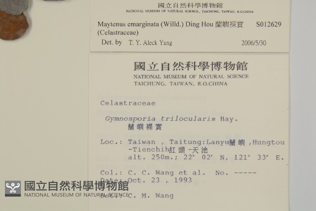 蘭嶼裸實藏品圖，第2張