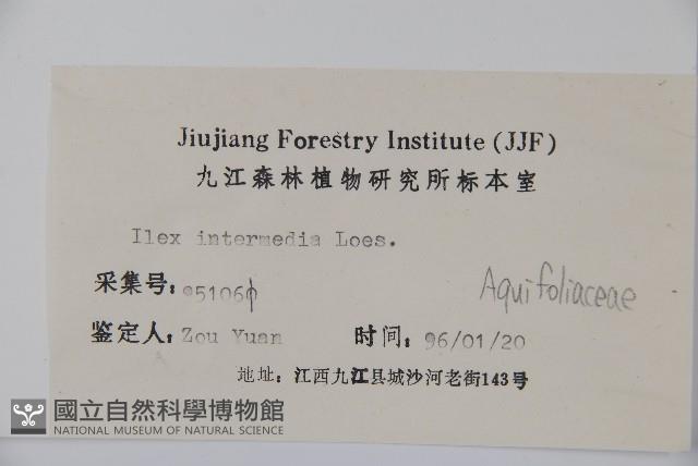 中型冬青藏品圖，第2張