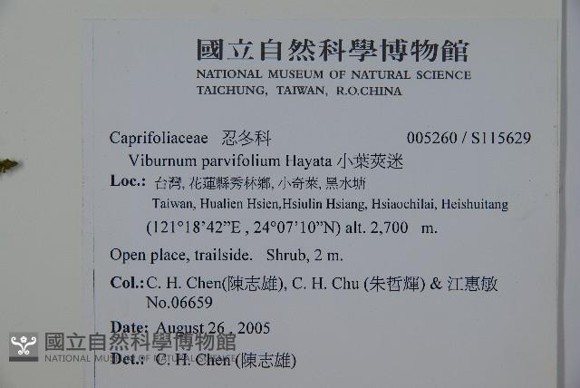 小葉莢迷藏品圖，第2張