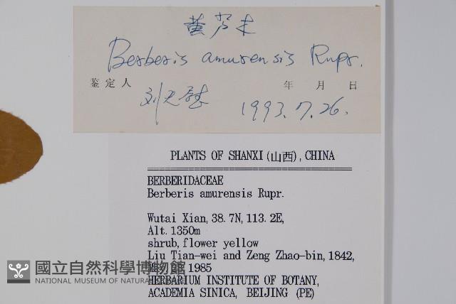 大葉小蘗藏品圖，第2張