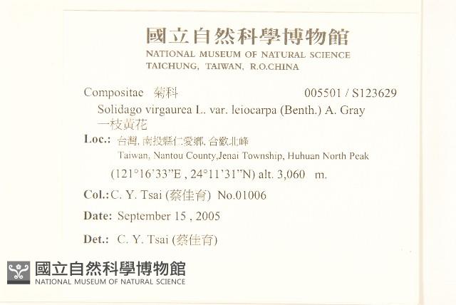 一枝黃花藏品圖，第2張