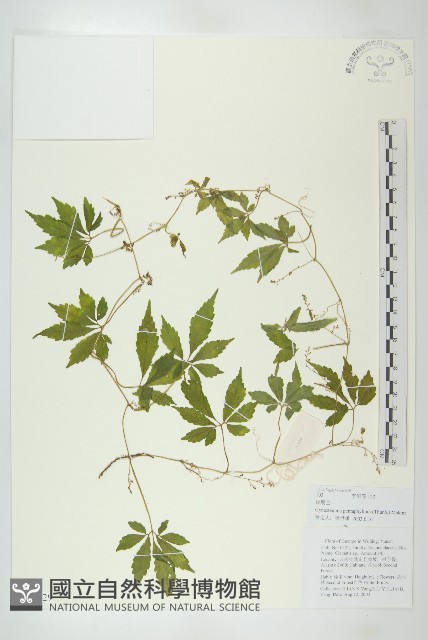 絞股藍藏品圖，第1張