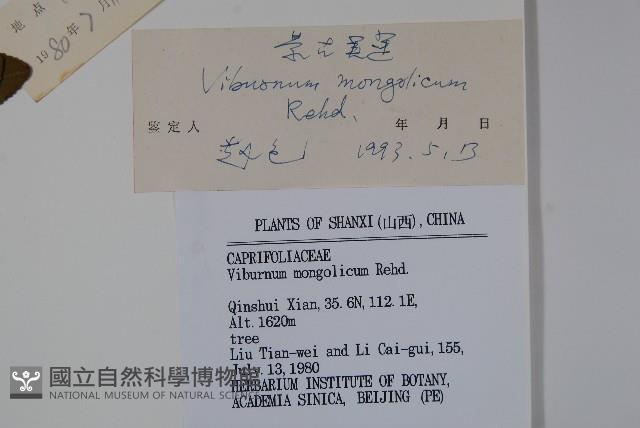 蒙古莢迷藏品圖，第2張