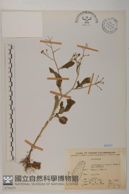 茯苓菜藏品圖，第2張