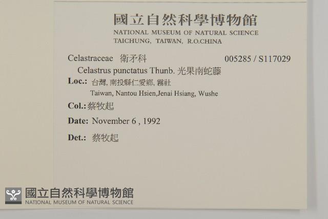 光果南蛇藤藏品圖，第2張