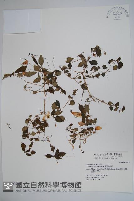 紫花鳳仙花藏品圖，第1張