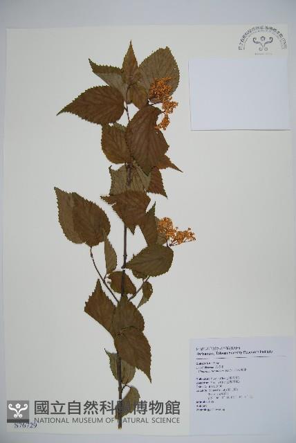 呂宋莢迷藏品圖，第1張