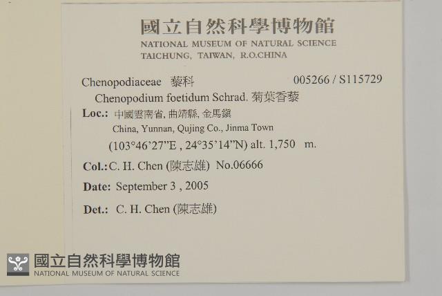 菊葉香藜藏品圖，第2張