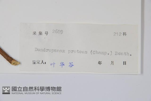 變葉樹參藏品圖，第2張