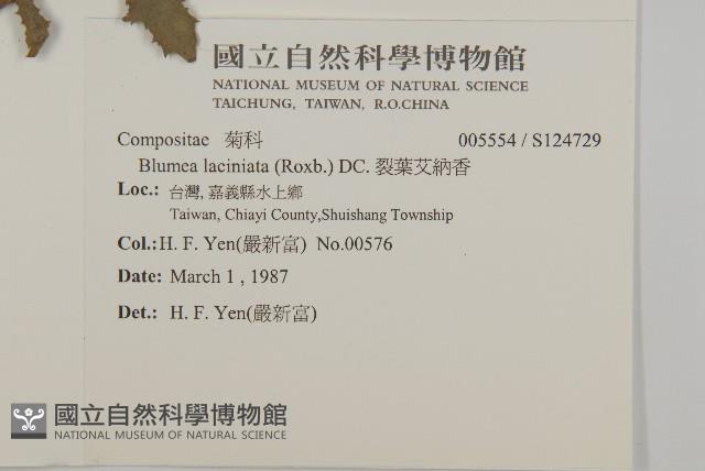 裂葉艾納香藏品圖，第2張