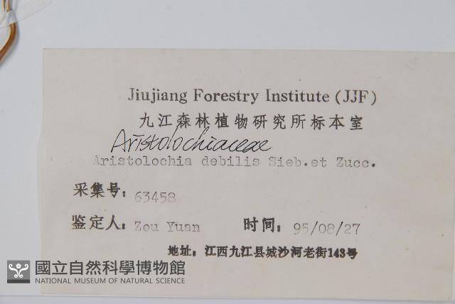 馬兜鈴藏品圖，第2張