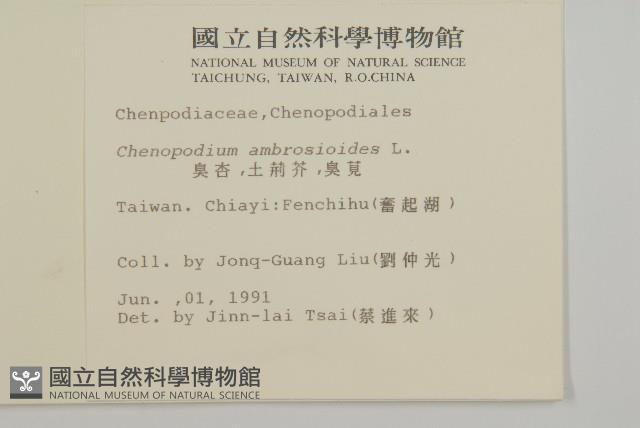 臭杏、土荊芥藏品圖，第2張