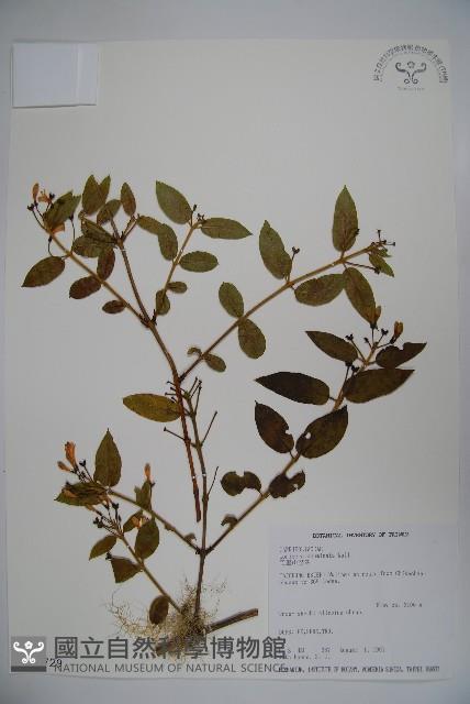 阿里山忍冬、漸尖葉忍冬藏品圖，第1張