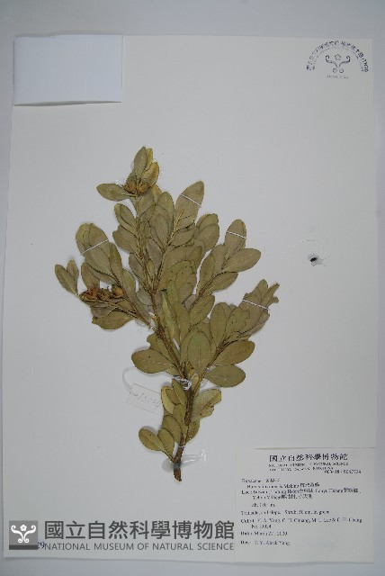 琉球黃楊藏品圖，第1張