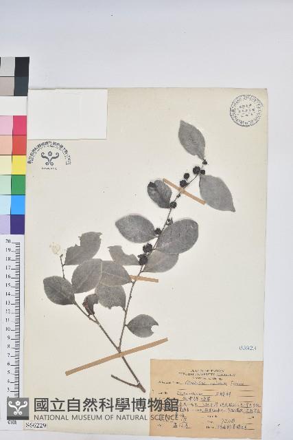 細葉饅頭果藏品圖，第1張