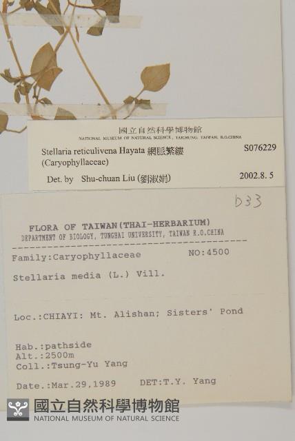 網脈繁縷藏品圖，第2張