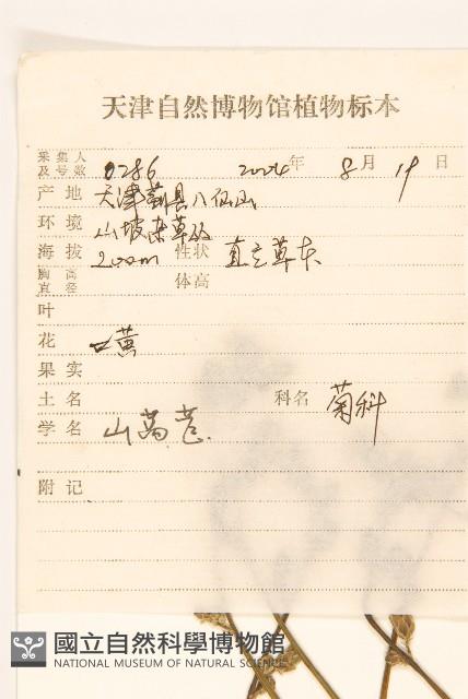 鵝仔草藏品圖，第2張