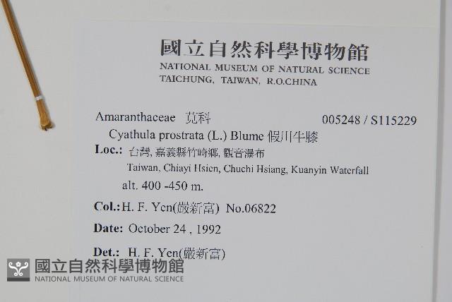 假川牛膝藏品圖，第2張