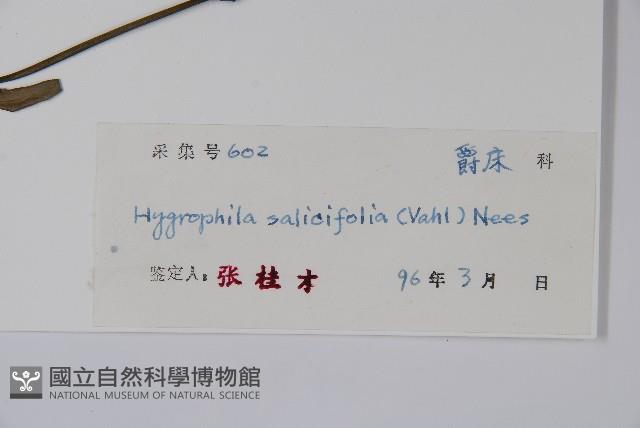 柳葉水蓑衣藏品圖，第2張