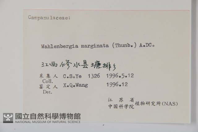 細葉蘭花參藏品圖，第2張