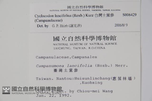 台灣土黨參藏品圖，第2張