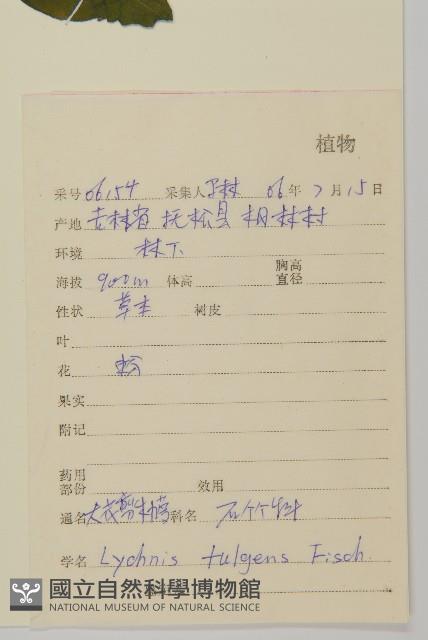 大花剪秋蘿藏品圖，第2張