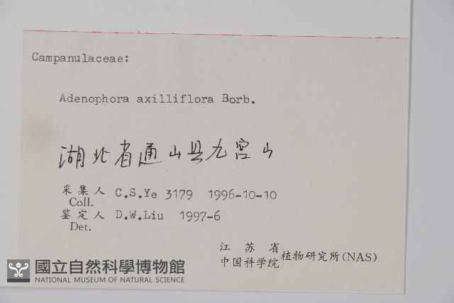 杏葉沙參藏品圖，第2張