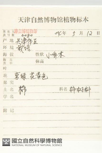 柿、柿仔、紅柿藏品圖，第2張