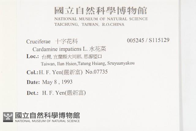 水花菜藏品圖，第2張