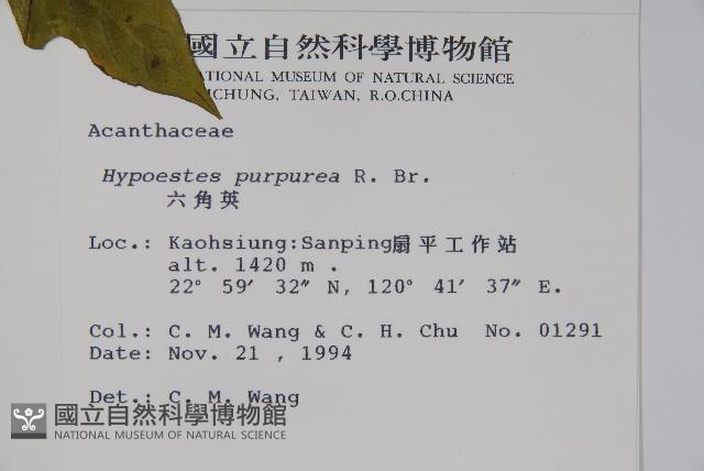 六角英, 槍刀菜藏品圖，第2張