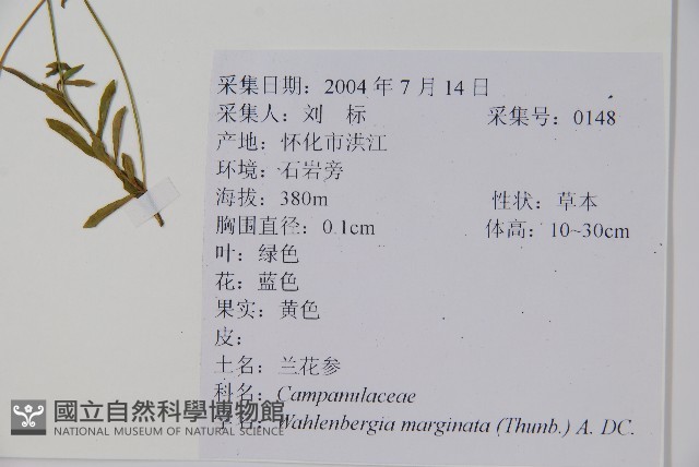 細葉蘭花參藏品圖，第2張
