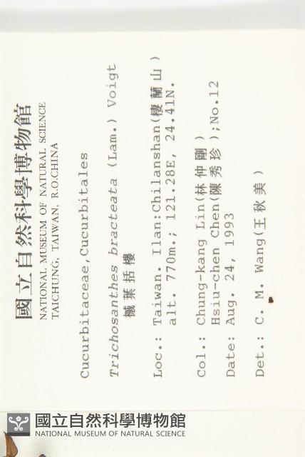 槭葉括樓藏品圖，第2張