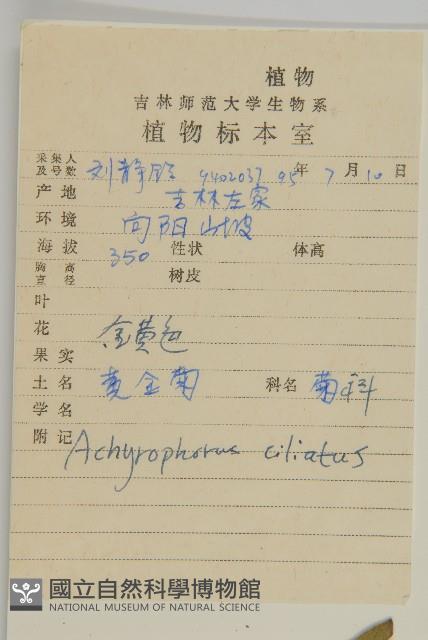 貓兒菊藏品圖，第2張