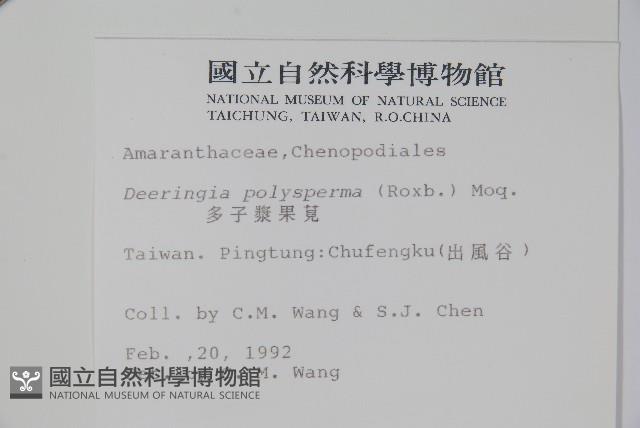 多子漿果莧藏品圖，第2張