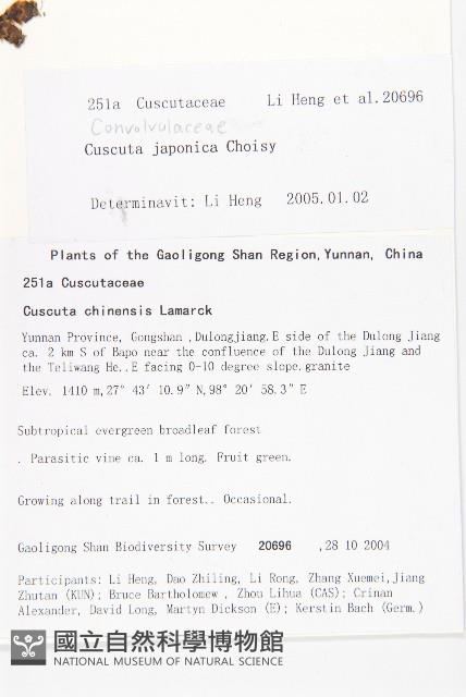 日本菟絲子藏品圖，第2張