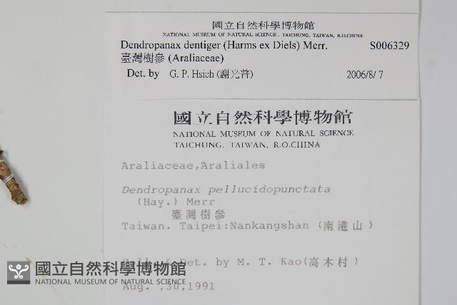 臺灣樹參藏品圖，第2張