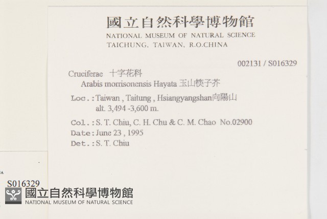 玉山筷子芥藏品圖，第2張