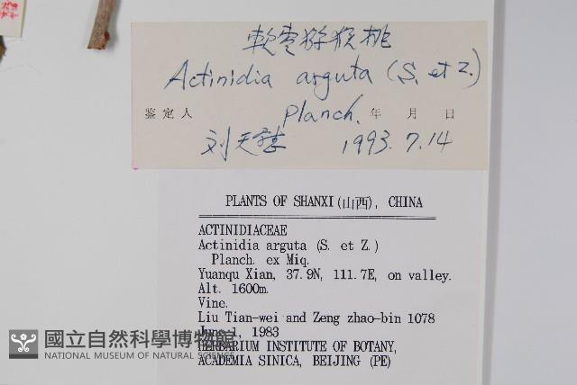 軟棗獼猴桃藏品圖，第2張