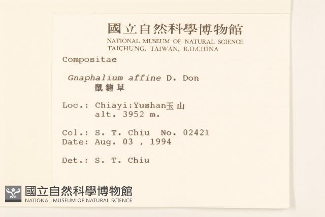 鼠麴草藏品圖，第2張