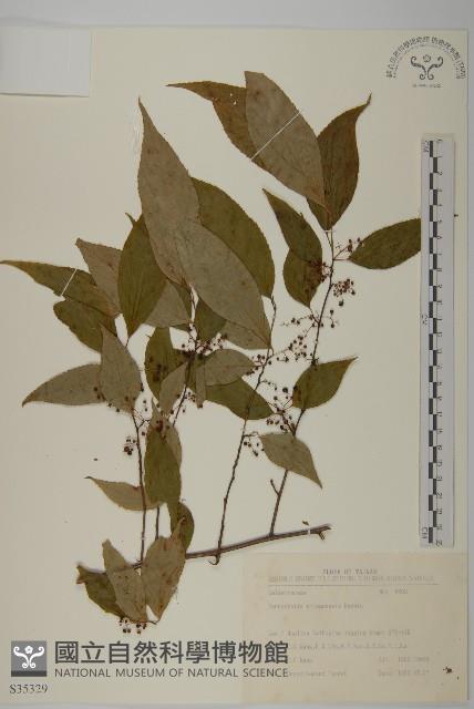 佩羅特木藏品圖，第1張