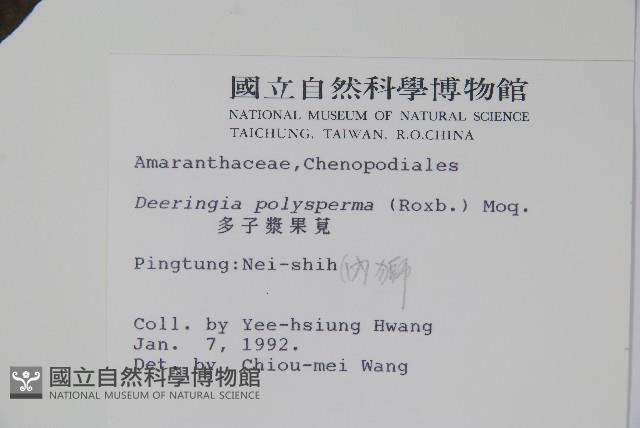 多子漿果莧藏品圖，第2張