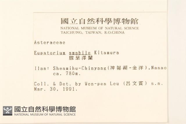 腺葉澤蘭藏品圖，第2張