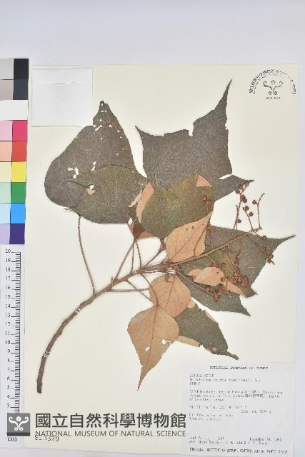 白匏子藏品圖，第1張