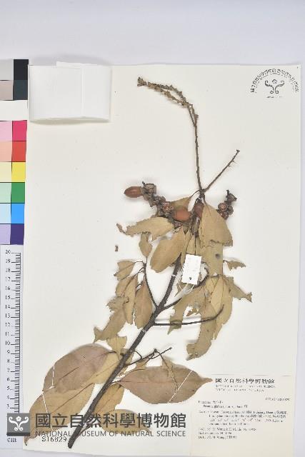 子彈石櫟、柯藏品圖，第1張