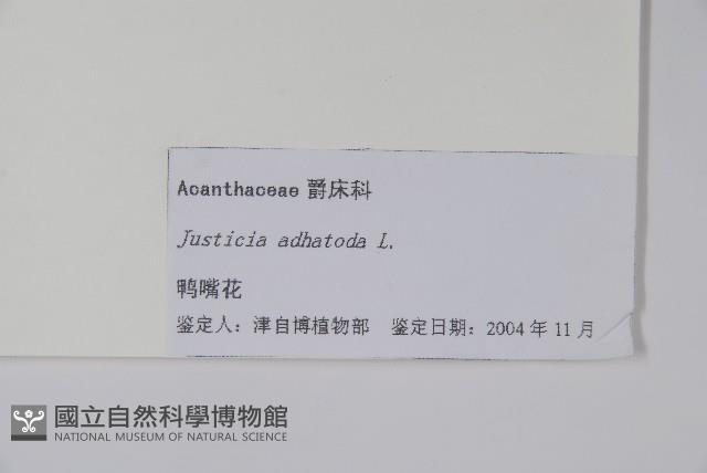 白珊瑚、鴨嘴花藏品圖，第2張