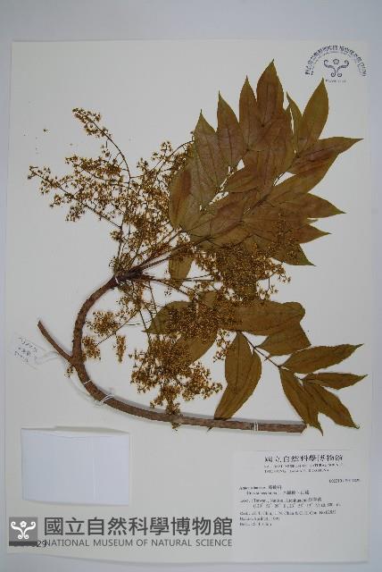 木蠟樹、山漆藏品圖，第1張