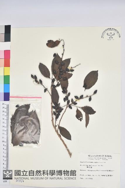 刺杜密藏品圖，第1張