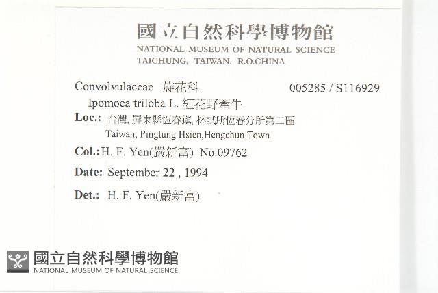 紅花野牽牛藏品圖，第2張